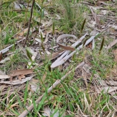 Anthoxanthum odoratum at Myrtleville, NSW - 7 Sep 2024