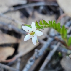 Rhytidosporum procumbens at Bombay, NSW - 7 Sep 2024 by MatthewFrawley