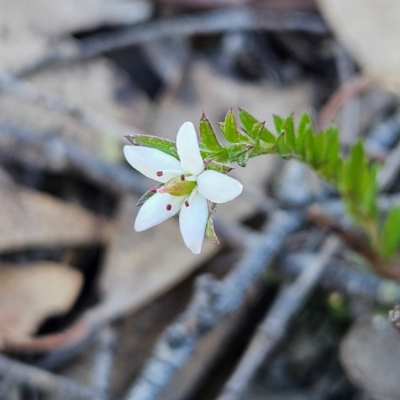 Rhytidosporum procumbens at Bombay, NSW - 7 Sep 2024 by MatthewFrawley