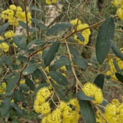 Pomaderris intermedia at Gundary, NSW - 7 Sep 2024