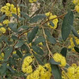 Pomaderris intermedia at Gundary, NSW - 7 Sep 2024