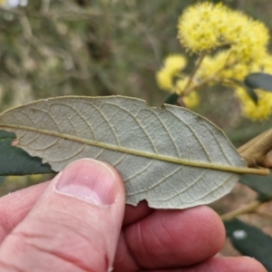 Pomaderris intermedia at Gundary, NSW - 7 Sep 2024