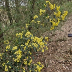 Pomaderris intermedia at Gundary, NSW - 7 Sep 2024