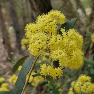 Pomaderris intermedia at Gundary, NSW - 7 Sep 2024