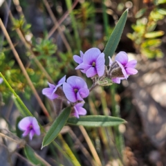 Hovea heterophylla (Common Hovea) at Bombay, NSW - 7 Sep 2024 by MatthewFrawley