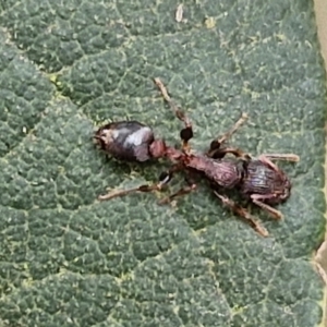 Podomyrma sp. (genus) at Gundary, NSW - 7 Sep 2024