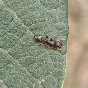 Podomyrma sp. (genus) at Gundary, NSW - 7 Sep 2024