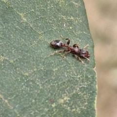 Podomyrma sp. (genus) at Gundary, NSW - 7 Sep 2024