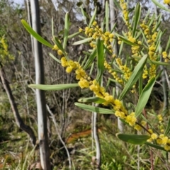 Acacia stricta (Straight Wattle) at Bungonia, NSW - 7 Sep 2024 by trevorpreston