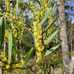 Acacia stricta at Bungonia, NSW - 7 Sep 2024