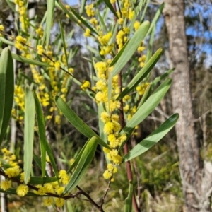 Acacia stricta at Bungonia, NSW - 7 Sep 2024