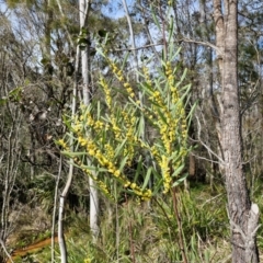 Acacia stricta at Bungonia, NSW - 7 Sep 2024