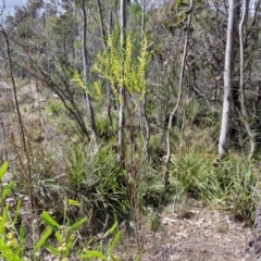 Acacia stricta at Bungonia, NSW - 7 Sep 2024 09:55 AM