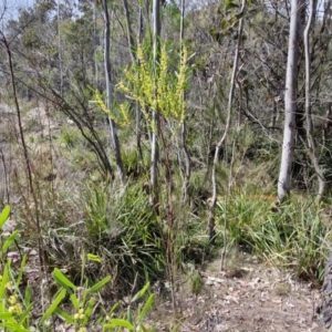 Acacia stricta at Bungonia, NSW - 7 Sep 2024 09:55 AM