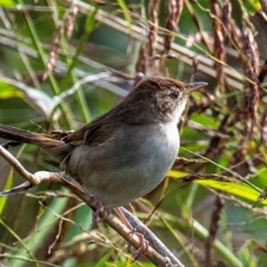 Cincloramphus timoriensis (Tawny Grassbird) at Mon Repos, QLD - 28 Jun 2024 by Petesteamer