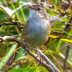 Cincloramphus timoriensis at Mon Repos, QLD - 28 Jun 2024