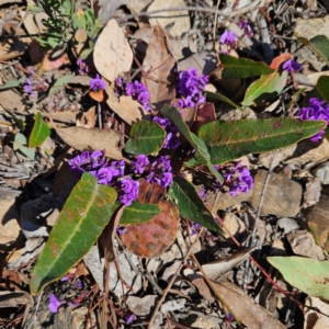 Hardenbergia violacea at Bombay, NSW - 7 Sep 2024