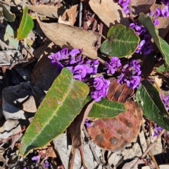 Hardenbergia violacea at Bombay, NSW - 7 Sep 2024