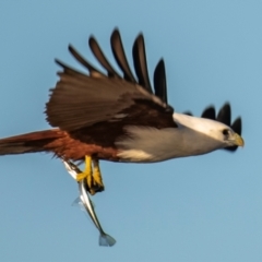 Haliastur indus (Brahminy Kite) at Moore Park Beach, QLD - 30 Jun 2024 by Petesteamer