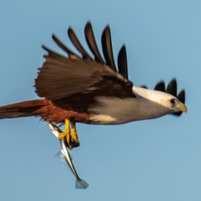 Haliastur indus (Brahminy Kite) at Moore Park Beach, QLD - 30 Jun 2024 by Petesteamer