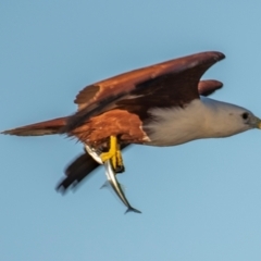 Haliastur indus at Moore Park Beach, QLD - 30 Jun 2024