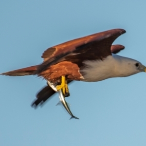 Haliastur indus at Moore Park Beach, QLD - 30 Jun 2024