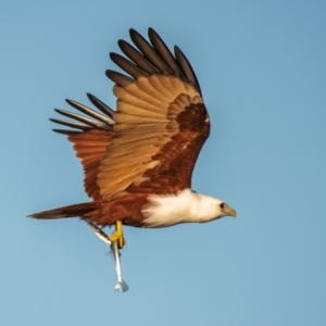 Haliastur indus at Moore Park Beach, QLD - 30 Jun 2024