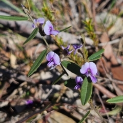 Hovea heterophylla (Common Hovea) at Bombay, NSW - 7 Sep 2024 by MatthewFrawley