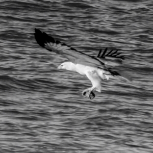 Haliaeetus leucogaster at Moore Park Beach, QLD - 30 Jun 2024 03:55 PM