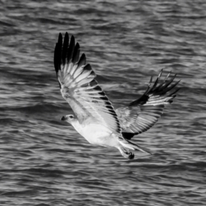 Haliaeetus leucogaster at Moore Park Beach, QLD - 30 Jun 2024 03:55 PM