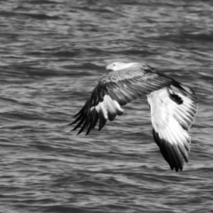 Haliaeetus leucogaster at Moore Park Beach, QLD - 30 Jun 2024 03:55 PM