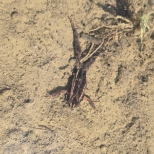 Crinia signifera at Cotter River, ACT - 7 Sep 2024 11:46 AM