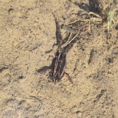 Unidentified Reptile and Frog at Cotter River, ACT - 7 Sep 2024 by FeralGhostbat