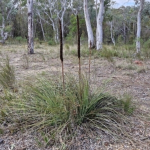 Xanthorrhoea australis at Bungonia, NSW - 7 Sep 2024