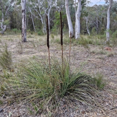 Xanthorrhoea concava (Grass Tree) at Bungonia, NSW - 7 Sep 2024 by trevorpreston