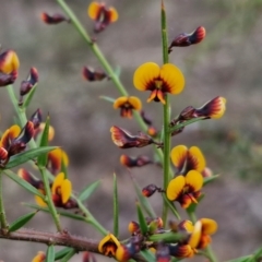 Daviesia ulicifolia subsp. ulicifolia (Gorse Bitter-pea) at Bungonia, NSW - 7 Sep 2024 by trevorpreston