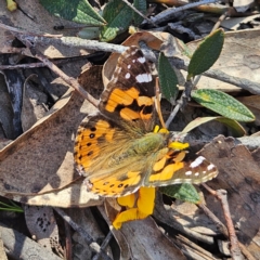 Vanessa kershawi (Australian Painted Lady) at Bombay, NSW - 7 Sep 2024 by MatthewFrawley