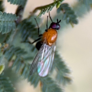 Sapromyza sciomyzina at Surf Beach, NSW - 7 Sep 2024