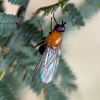 Sapromyza sciomyzina (A lauxid fly) at Surf Beach, NSW - 7 Sep 2024 by Hejor1