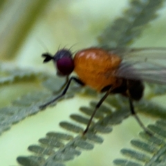 Sapromyza sciomyzina at Surf Beach, NSW - 7 Sep 2024