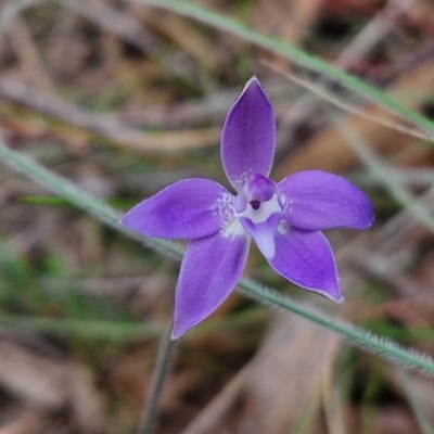 Glossodia major (Wax Lip Orchid) at Bungonia, NSW - 6 Sep 2024 by trevorpreston