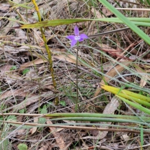 Glossodia major at Bungonia, NSW - 7 Sep 2024