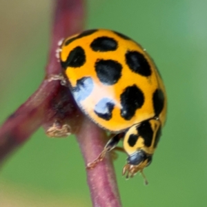 Harmonia conformis at Surf Beach, NSW - 7 Sep 2024