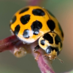 Harmonia conformis at Surf Beach, NSW - 7 Sep 2024