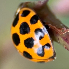 Harmonia conformis at Surf Beach, NSW - 7 Sep 2024