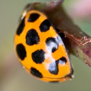 Harmonia conformis at Surf Beach, NSW - 7 Sep 2024