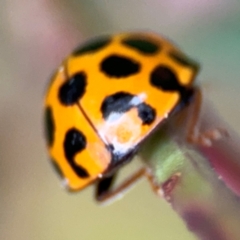 Harmonia conformis at Surf Beach, NSW - 7 Sep 2024