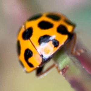 Harmonia conformis at Surf Beach, NSW - 7 Sep 2024