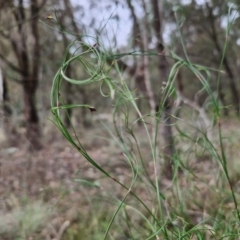 Caustis flexuosa (Curly Wigs) at Bungonia, NSW - 7 Sep 2024 by trevorpreston