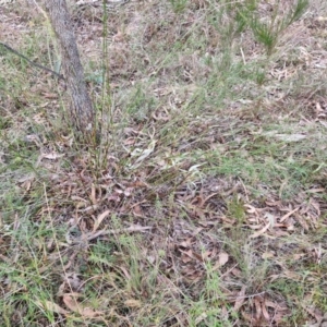 Caustis flexuosa at Bungonia, NSW - 7 Sep 2024